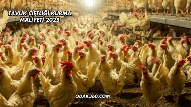 Tavuk Çiftliği Kurma Maliyeti 2025