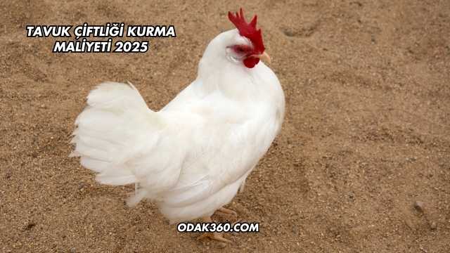 Tavuk Çiftliği Kurma Maliyeti 2025