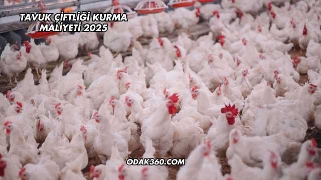 Tavuk Çiftliği Kurma Maliyeti 2025