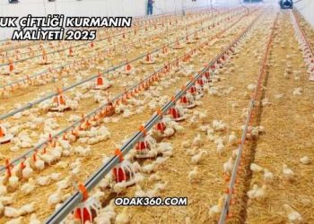 Tavuk Çiftliği Kurmanın Maliyeti 2025