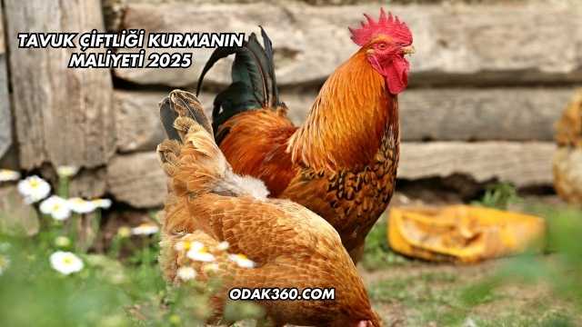 Tavuk Çiftliği Kurmanın Maliyeti 2025