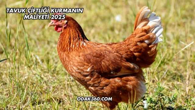 Tavuk Çiftliği Kurmanın Maliyeti 2025