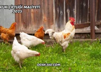 Tavuk Çiftliği Maliyeti 2025