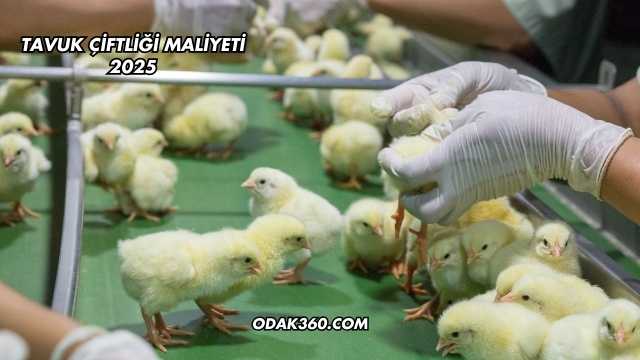 Tavuk Çiftliği Maliyeti 2025