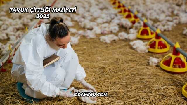 Tavuk Çiftliği Maliyeti 2025