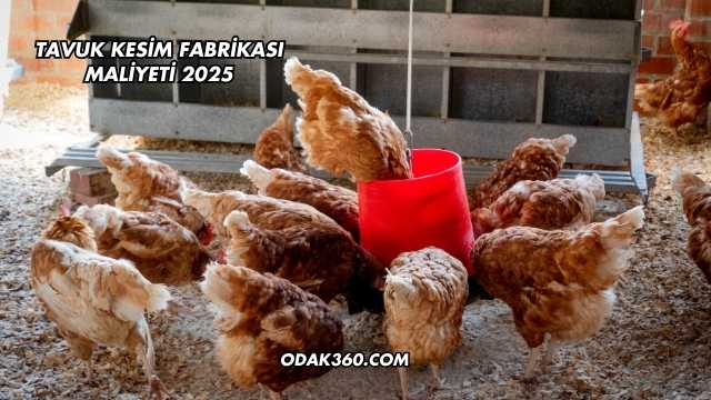Tavuk Kesim Fabrikası Maliyeti 2025