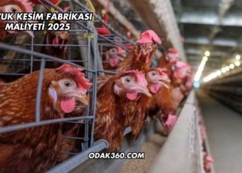 Tavuk Kesim Fabrikası Maliyeti 2025
