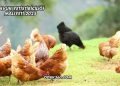 Tavuk Yetiştiriciliği Maliyeti 2025