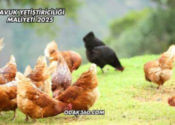 Tavuk Yetiştiriciliği Maliyeti 2025