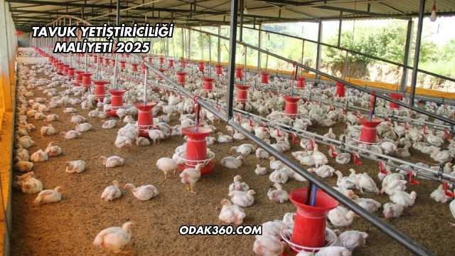 Tavuk Yetiştiriciliği Maliyeti 2025