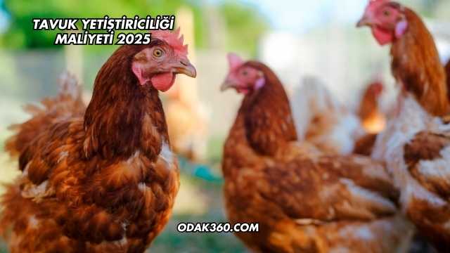 Tavuk Yetiştiriciliği Maliyeti 2025