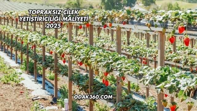 Topraksız Çilek Yetiştiriciliği Maliyeti 2025