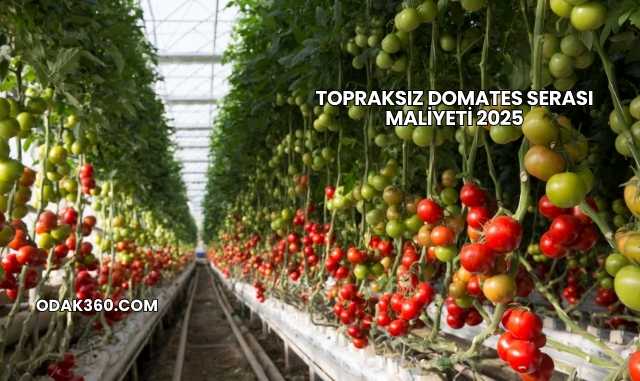 Topraksız Domates Serası Maliyeti 2025
