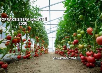 Topraksız Sera Maliyeti 2025