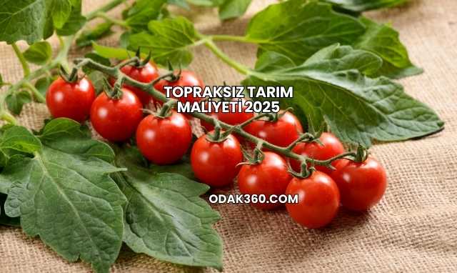 Topraksız Tarım Maliyeti 2025