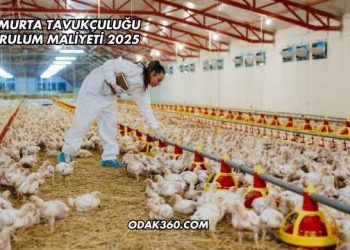 Yumurta Tavukçuluğu Kurulum Maliyeti 2025