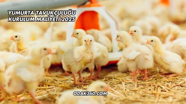 Yumurta Tavukçuluğu Kurulum Maliyeti 2025