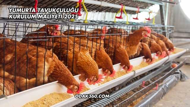 Yumurta Tavukçuluğu Kurulum Maliyeti 2025
