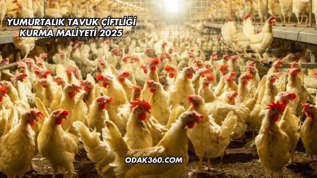 Yumurtalık Tavuk Çiftliği Kurma Maliyeti 2025