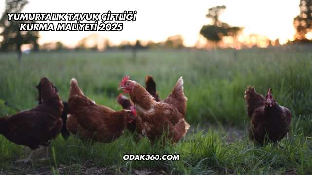 Yumurtalık Tavuk Çiftliği Kurma Maliyeti 2025