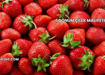 1 Dönüm Çilek Maliyeti