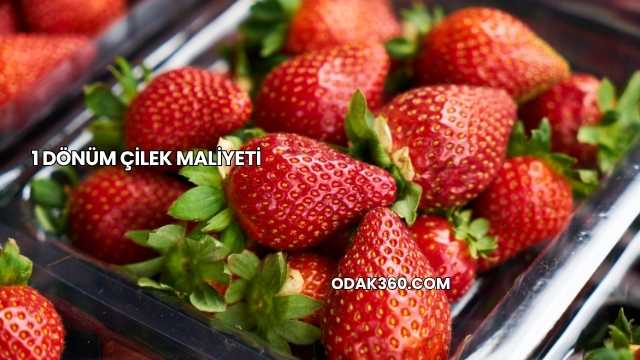 1 Dönüm Çilek Maliyeti