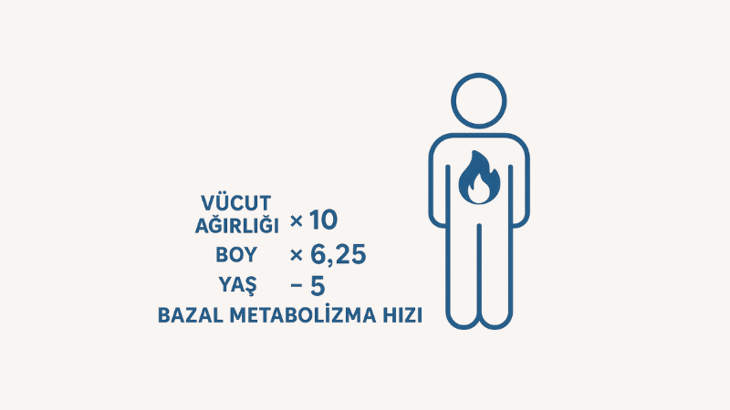 Bazal Metabolizma Hızı Hesaplama