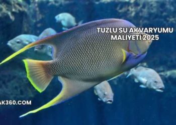 Tuzlu Su Akvaryumu Maliyeti 2025