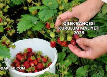 Çilek Bahçesi Kurulum Maliyeti 2025
