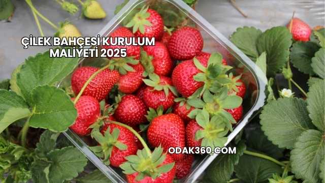 Çilek Bahçesi Kurulum Maliyeti 2025