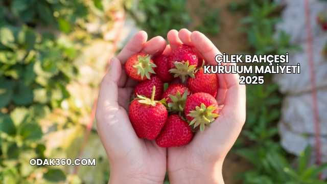 Çilek Bahçesi Kurulum Maliyeti 2025