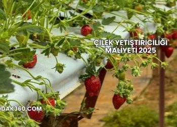 Çilek Yetiştiriciliği Maliyeti 2025