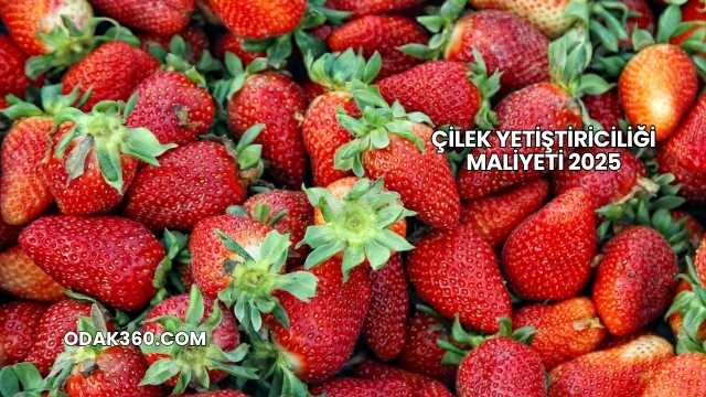 Çilek Yetiştiriciliği Maliyeti 2025