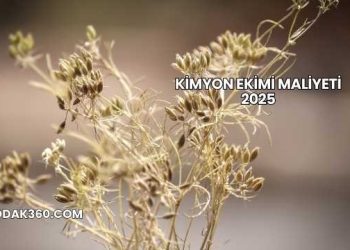 Kimyon Ekimi Maliyeti 2025