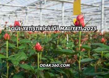 Gül Yetiştiriciliği Maliyeti 2025